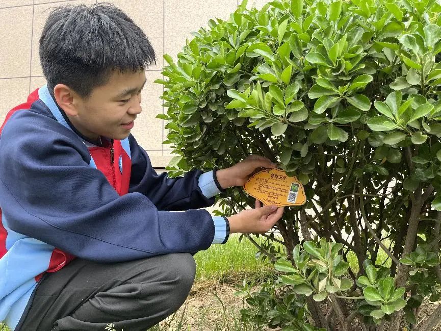 绿植7.jpg